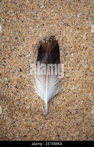 Colour image of a small black and white feather on yellow sand. Stock Photo