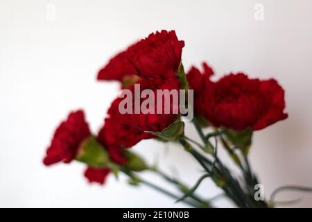 Red carnations against white background. Revolution and April 25 concept Stock Photo