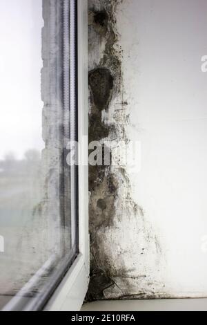 Mold near the windows, fungus on the walls of the house. Metal-plastic windows are not properly installed Stock Photo