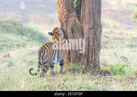 A tigress walking on the forest road and territory marking inside Nagarhole Tiger Reserve in Karnataka during a wildlife safari Stock Photo