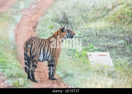 A tigress walking on the forest road and territory marking inside Nagarhole Tiger Reserve in Karnataka during a wildlife safari Stock Photo