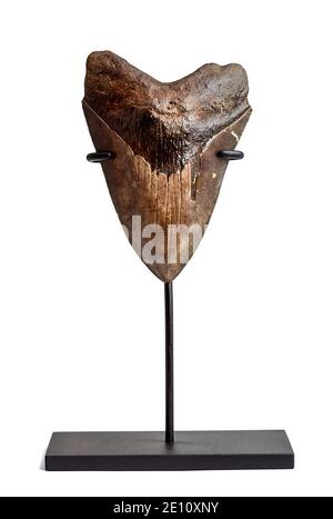 a Megalodon tooth on a white stand. Stock Photo
