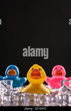 Rubber Bath Duck Toys stuck in ice on a black background Stock Photo