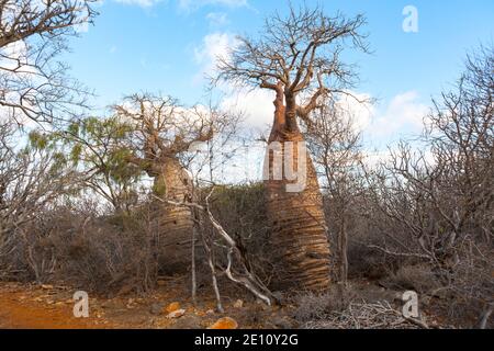 Fony Baobab Adansonia rubrostipa, Lac Tsimanampetsotsa National Park, Madagascar, October 2007 Stock Photo