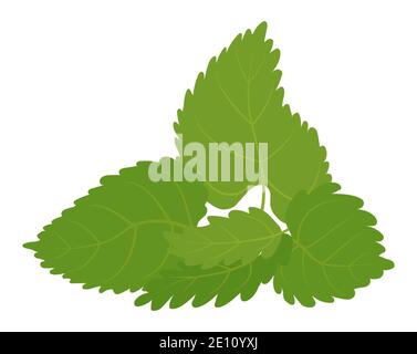 Vector green mint leaves isolated on a white background. Herbal aromatic plant Stock Vector