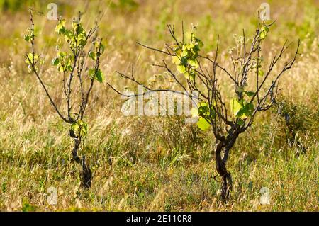 Common grape vine (Vitis vinifera) in grass field at Can Marroig public estate in Ses Salines Natural Park (Formentera, Balearic islands, Spain) Stock Photo