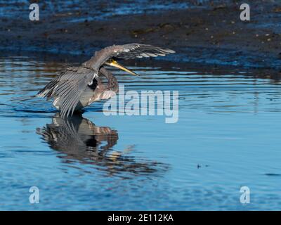 Tricolored Heron, Egretta tricolor, in San Diego, California Stock Photo