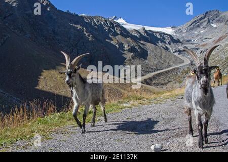 Goat Herds Spend The Summer On The High Alpine Meadows Of The ötztal Stock Photo