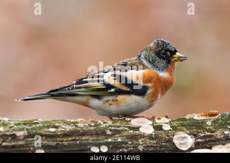 Colorful male brambling (Fringilla montifringilla), perched on a log and photographed in profile. Stock Photo