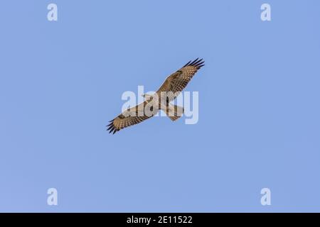 common buzzard, Steppe Buzzard Stock Photo