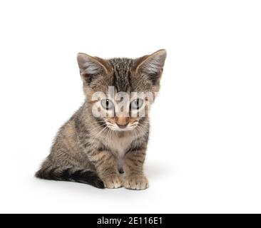Cute baby tabby kitten sitting up and staring isolated on white background Stock Photo