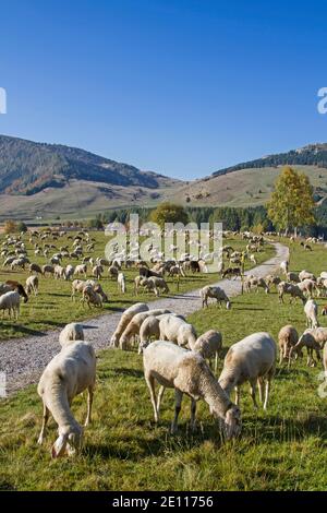 Sheep On A Mountain Meadow In Trentino Stock Photo
