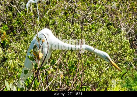 Snowy Egret perched in mangrove trees at the Laura Quinn Wild Bird Sanctuary on Key Largo in the Florida Keys. Stock Photo