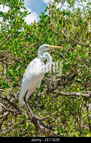 Snowy Egret perched in mangrove trees at the Laura Quinn Wild Bird Sanctuary on Key Largo in the Florida Keys. Stock Photo