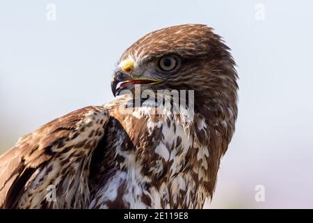 common buzzard, Steppe Buzzard Stock Photo
