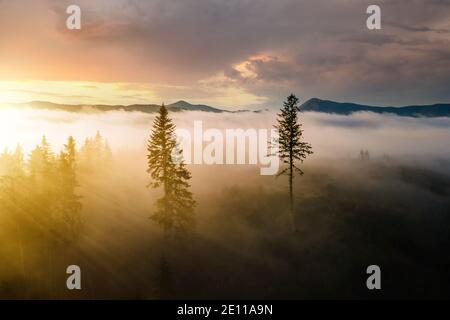 Aerial view of dark green pine trees in spruce forest with sunrise rays shining through branches in foggy fall mountains. Stock Photo