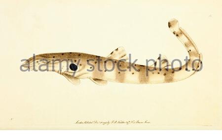 Epaulette shark (Hemiscyllium ocellatum), vintage illustration published in The Naturalist's Miscellany from 1789 Stock Photo