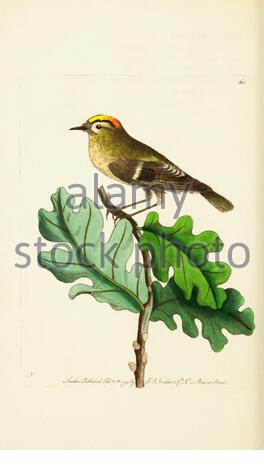 Golden Crowned Wren or Goldcrest (Regulus regulus), vintage illustration published in The Naturalist's Miscellany from 1789 Stock Photo