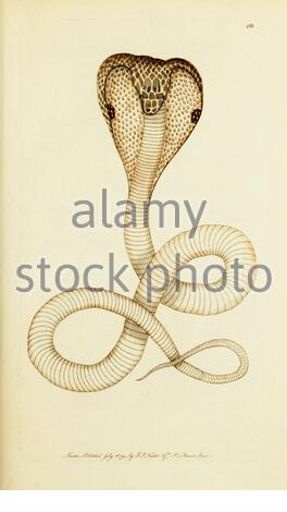 Spectacled Snake or Indian Cobra (Naja naja), vintage illustration published in The Naturalist's Miscellany from 1789 Stock Photo