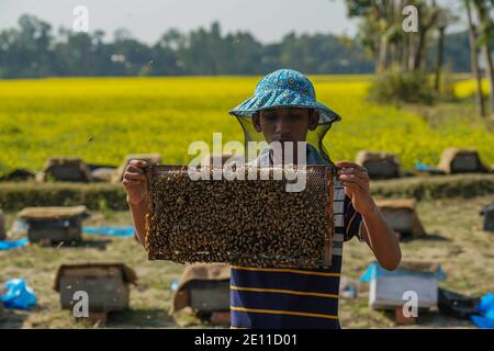 Dhaka, Dhaka, Bangladesh. 3rd Jan, 2021. A Bangladeshi bee keeper collect honey, beehive with bees in a mustard field in Manikganj, on the outskirts of Dhaka, Bangladesh on January 03, 2021. Winter in Bangladesh is the most favorable season of honey production when fields of mustard in most parts of the country are in full bloom. Credit: Zabed Hasnain Chowdhury/ZUMA Wire/Alamy Live News Stock Photo
