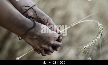 Concept Photo Of Bound Hands Of Young Woman, Holding Barley. No Food, No Bread, Poverty. Stock Photo
