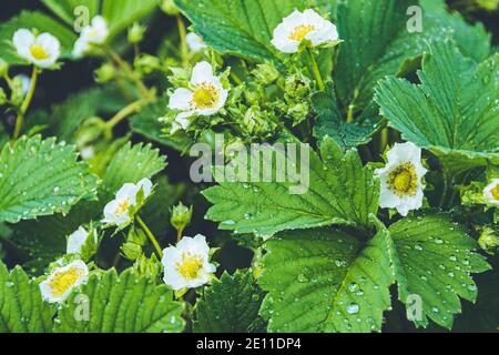 White strawberry flowers in spring garden. Growing strawberries in garden on farm. Stock Photo