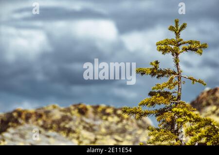 Alone young tree on rocky ridge. Pine on hillside with clouds on horizon Stock Photo