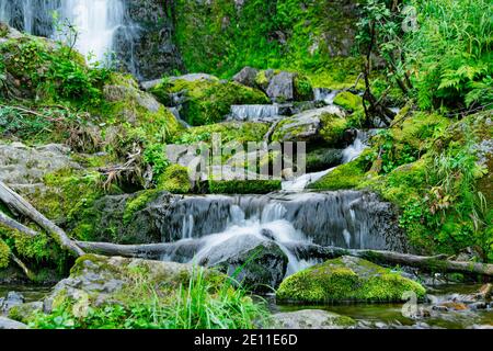 Forest stream in rainforest. Waterfall among mossy rocks and greenery. Mountain river on summer day. Nature landscape with  cascades of mountain creek Stock Photo