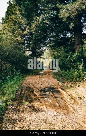 Dirt Path Covered By Foliage In A Forest On A Mountain In Autumn Stock 