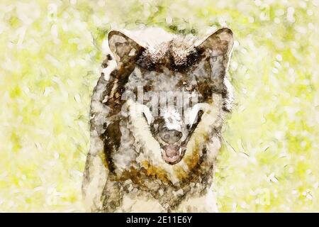 Digital Artistic Sketch Of A Wolf Stock Photo