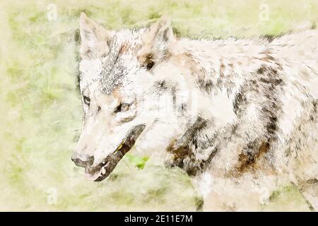 Digital Artistic Sketch Of A Wolf Stock Photo