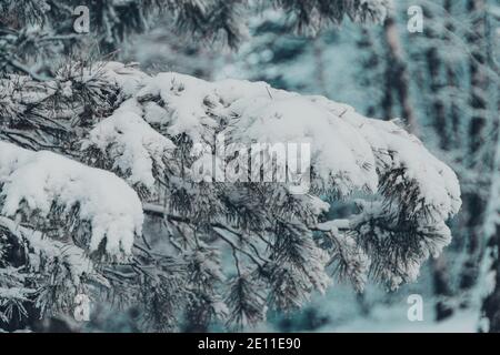 Thick pine branches with fluffy snow on branches. Winter forest in frost. Stock Photo