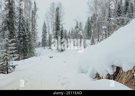 Snowy coniferous forest on hillside. Trees are covered with snow and frost on winter day. Stock Photo
