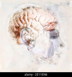 Digital Artistic Sketch Of A Human Brain Stock Photo