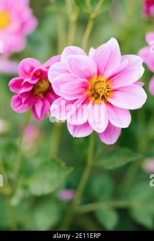 Pink Dahlia flowers in the summer garden. Flower background Stock Photo