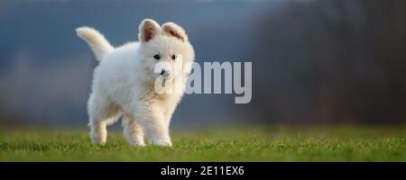 Puppy funny cute White Swiss Shepherd dog portrait on meadow Stock Photo