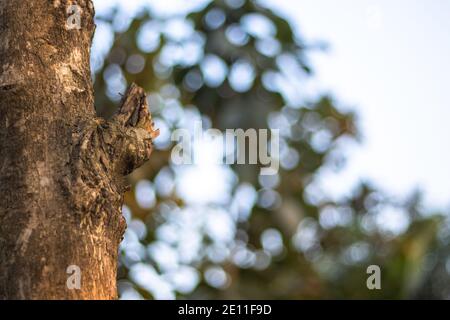 Tree knot close up shot with bokeh background Stock Photo