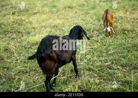 A black and a reddish, two goats eating grasses in a field Stock Photo