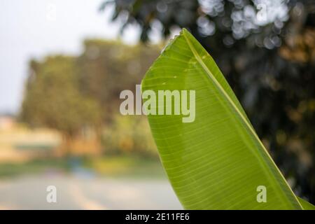 A green banana leaf on a soft bokeh background Stock Photo