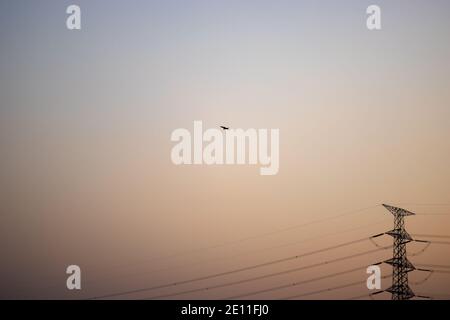 An eagle is flying alone in the evening above the high voltage tower Stock Photo