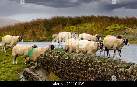 Swaledale sheep in winter.  A flock of Swaledale ewes on remote unfenced road near Keld in North Yorkshire.  Harsh, cold wet weather.  Horizontal.  Sp Stock Photo