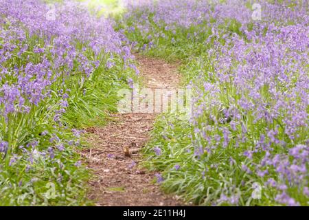 Bluebell path through the woods in Norfolk UK. Spring wild purple flowers and a nature walk in the forest Stock Photo