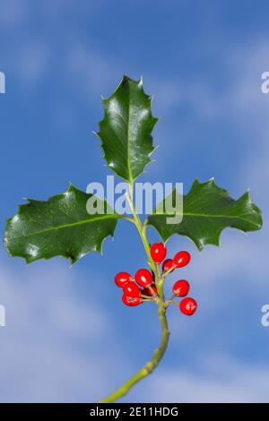 Holly leaves with red berries photographed against a blue sky during winter. Suffolk, UK. Stock Photo