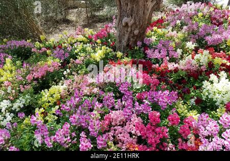 Landscape background with a mix of multicolored snapdragon flowers in full bloom. Stock Photo