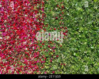 Floral background with a decorative wall covered in red flowers and greenery for urban landscapes. Stock Photo