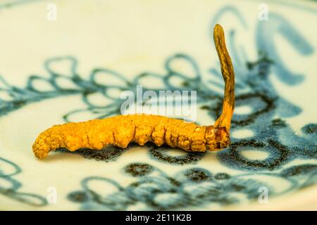 Caterpillar Fungus, Medicine Of The Traditional Tibetian Medicine Stock Photo