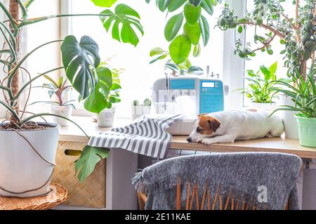 The dog lies on a windowsill next to houseplants and sewing machine. Stock Photo