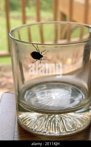 Close-up of a stinkbug crawling across a water glass in late summer Stock Photo