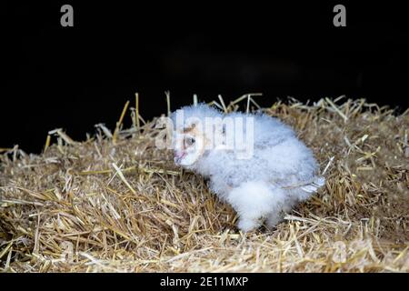 Barn Owl chick Tyto alba with fluffy white down perching on a bale of straw in a barn under controlled conditions, captive Stock Photo