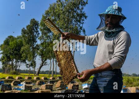 A Bangladeshi bee keeper collect honey, beehive with bees in a mustard field in Manikganj, on the outskirts of Dhaka, Bangladesh on January 03, 2021. Winter in Bangladesh is the most favorable season of honey production when fields of mustard in most parts of the country are in full bloom. Stock Photo
